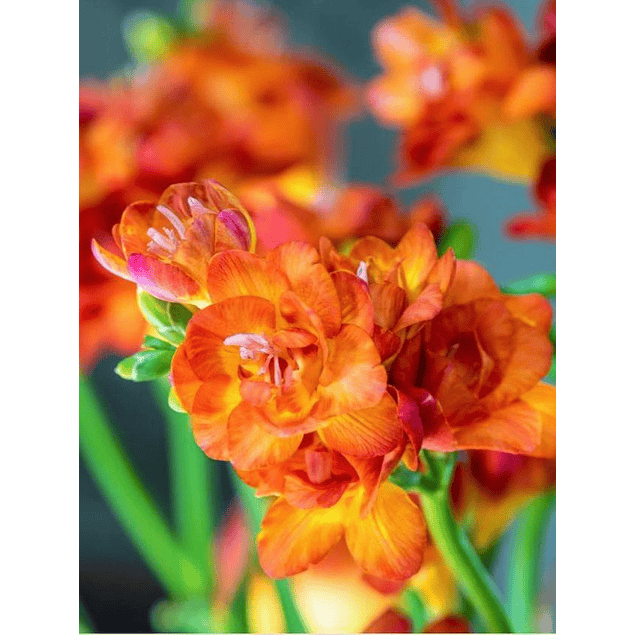 Fresias Dobles 2026 (bulbos)