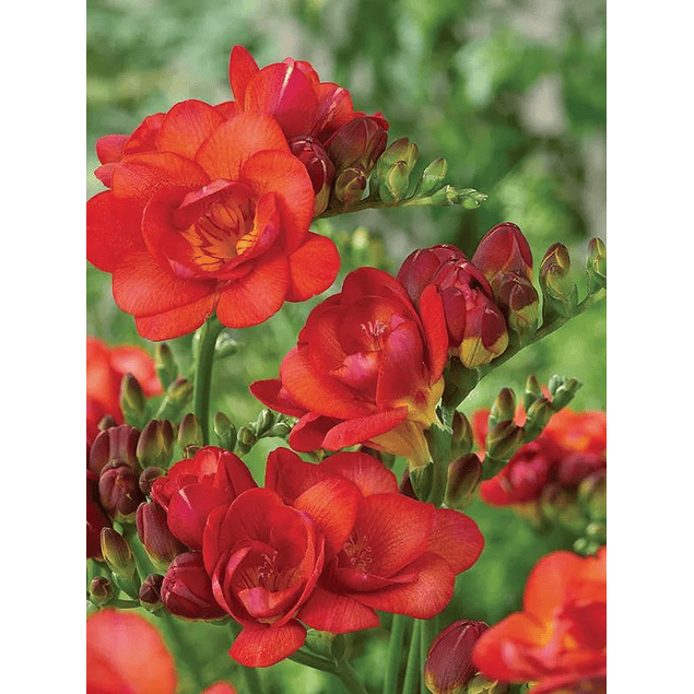 Fresias Dobles 2026 (bulbos)