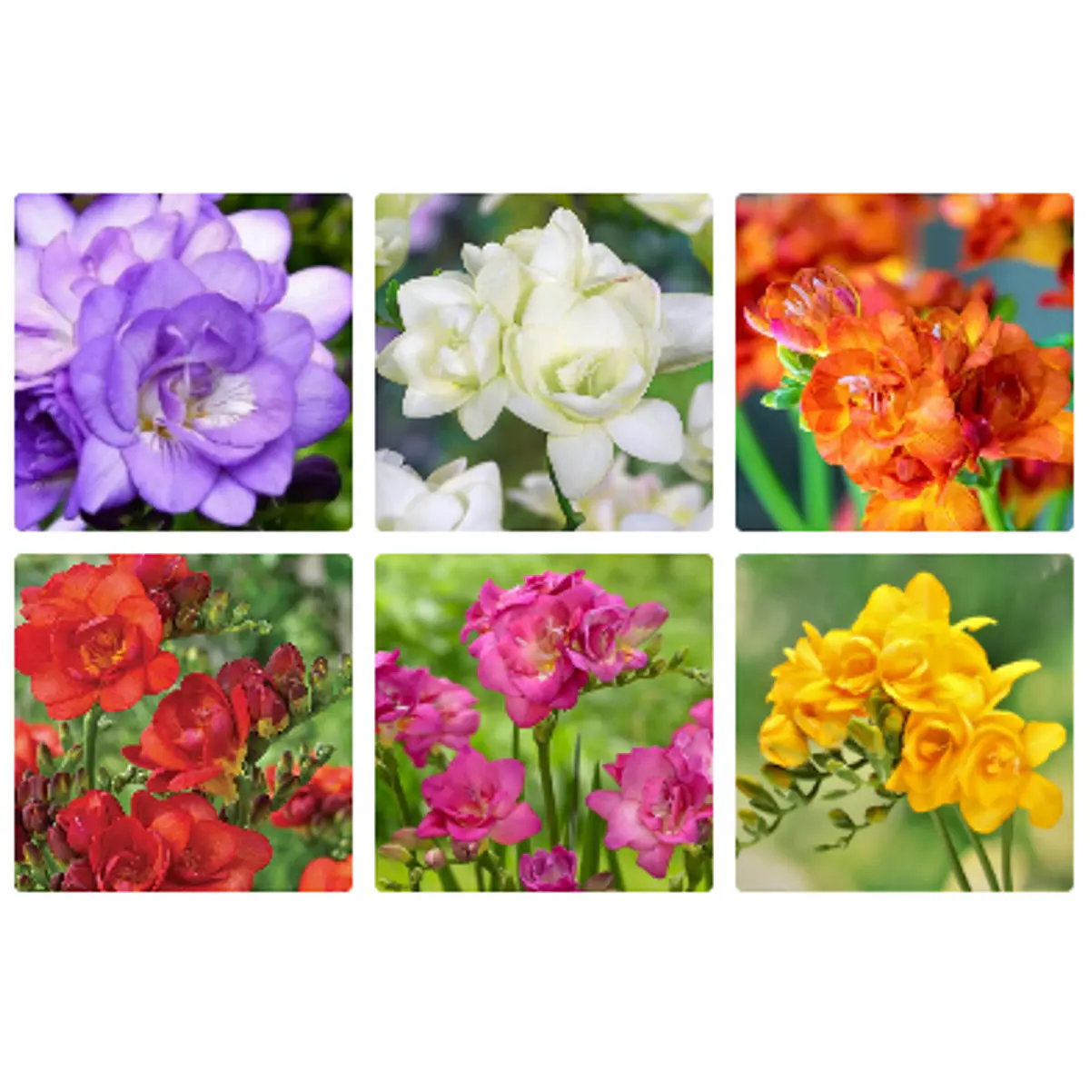 Fresias Dobles 2026 (bulbos)