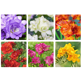 Fresias Dobles 2026 (bulbos)