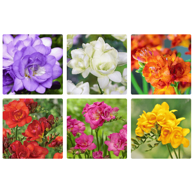 Fresias Dobles 2026 (bulbos)