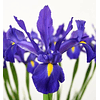 Iris 2026 (Bulbos)