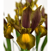 Iris 2026 (Bulbos)