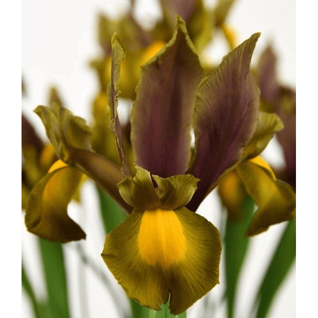 Iris 2026 (Bulbos)