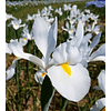 Iris 2026 (Bulbos)