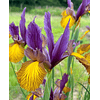 Iris 2026 (Bulbos)