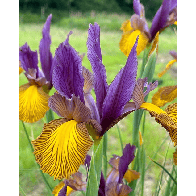 Iris 2026 (Bulbos)