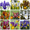 Iris 2026 (Bulbos)