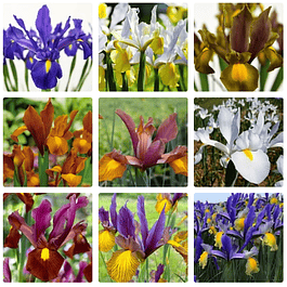 Iris 2026 (Bulbos)