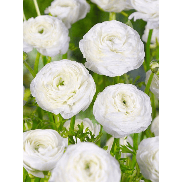 Ranunculos Especiales 2026 (rizomas)