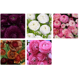 Ranunculos Especiales 2026 (rizomas)