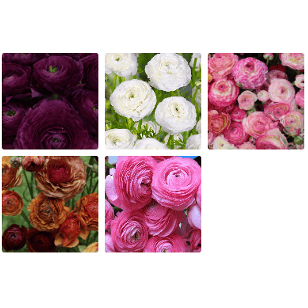 Ranunculos Especiales 2026 (rizomas)