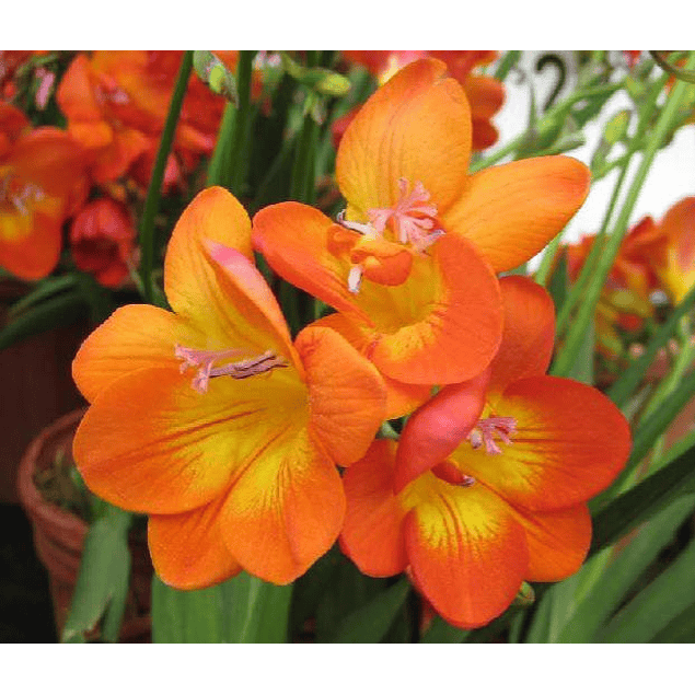 Fresias Clasicas 2026 (Bulbos)