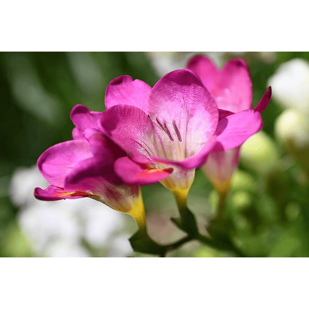 Fresias Clasicas 2026 (Bulbos)