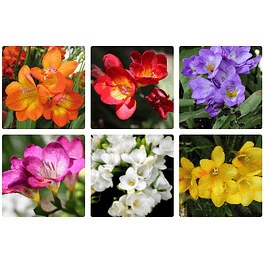 Fresias Clasicas 2026 (Bulbos)