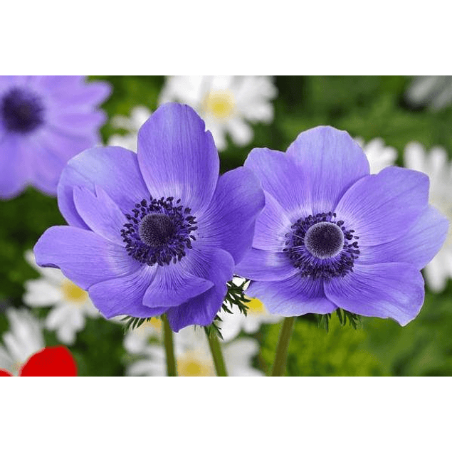 Anemonas Mr Fokker (Bulbos)