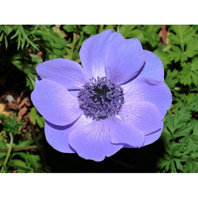 Anemonas Mr Fokker (Bulbos)