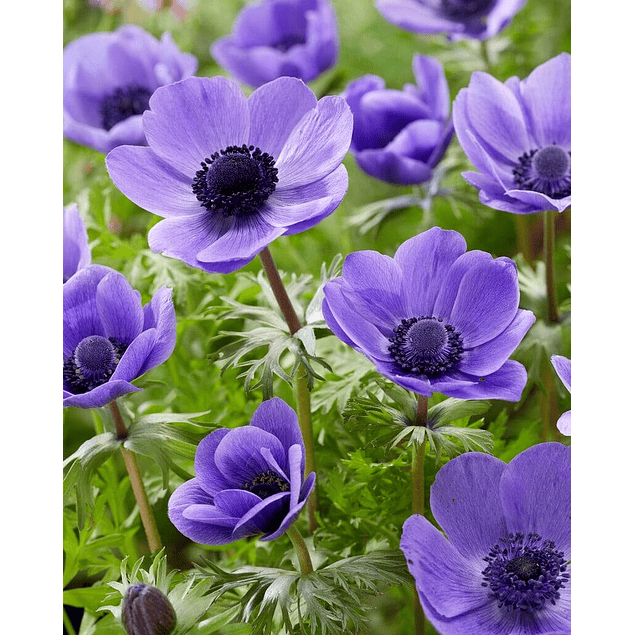 Anemonas Mr Fokker (Bulbos)