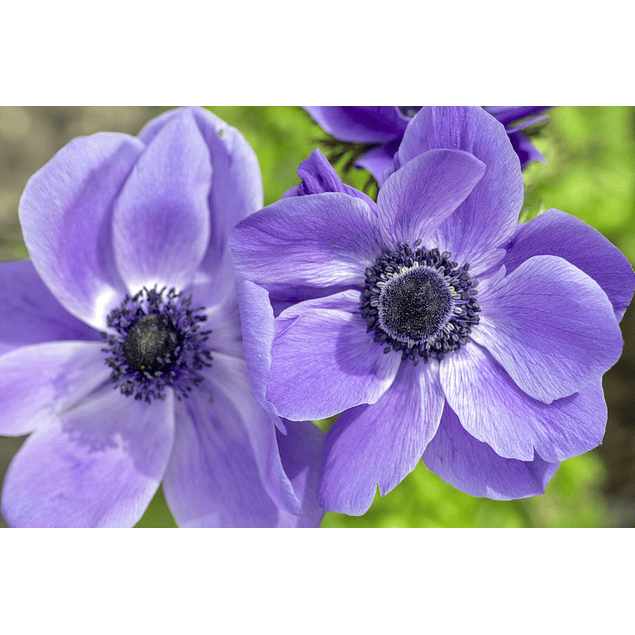 Anemonas Mr Fokker (Bulbos)