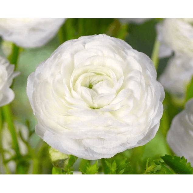 Ranunculos 2026 (rizomas)