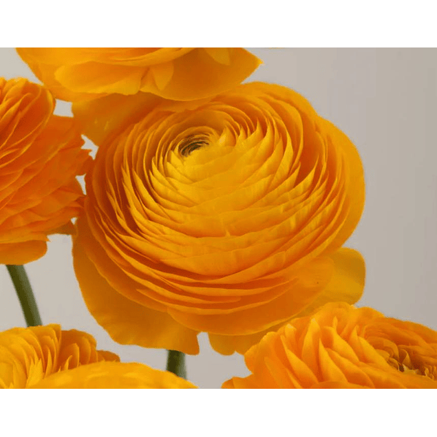 Ranunculos 2026 (rizomas)