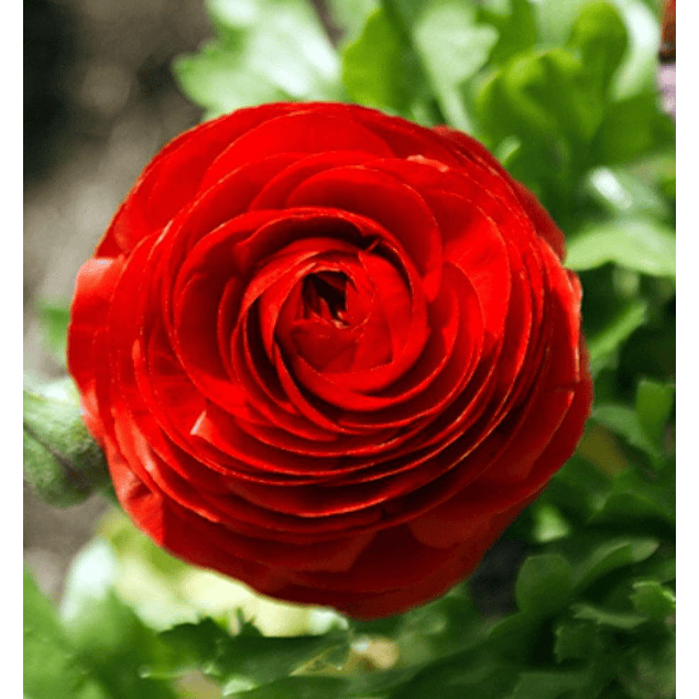 Ranunculos 2026 (rizomas)