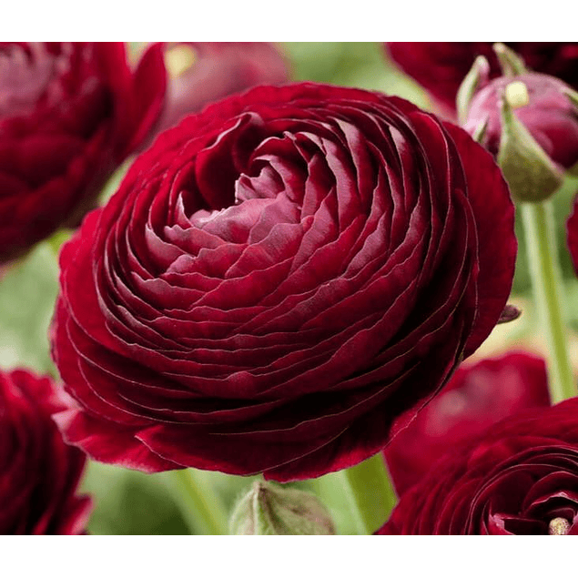 Ranunculos 2026 (rizomas)