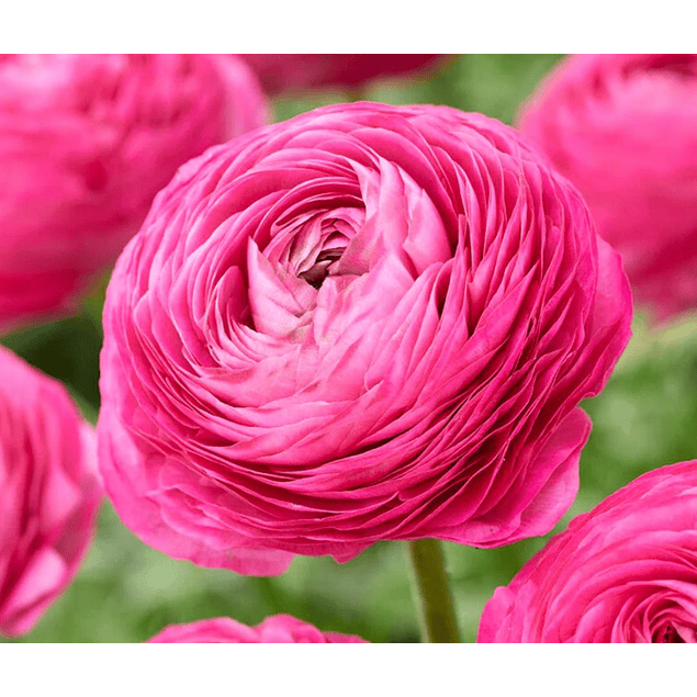 Ranunculos 2026 (rizomas)