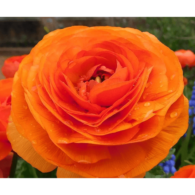 Ranunculos 2026 (rizomas)