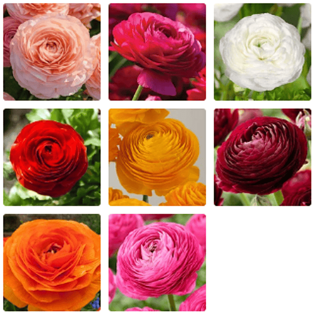 Ranunculos 2026 (rizomas)