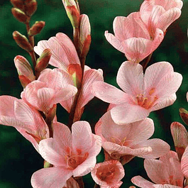 Tritonias 2026 (bulbos)