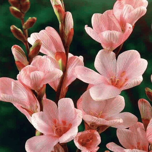 Tritonias 2026 (bulbos)