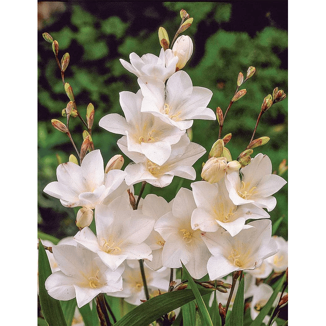 Tritonias 2026 (bulbos)