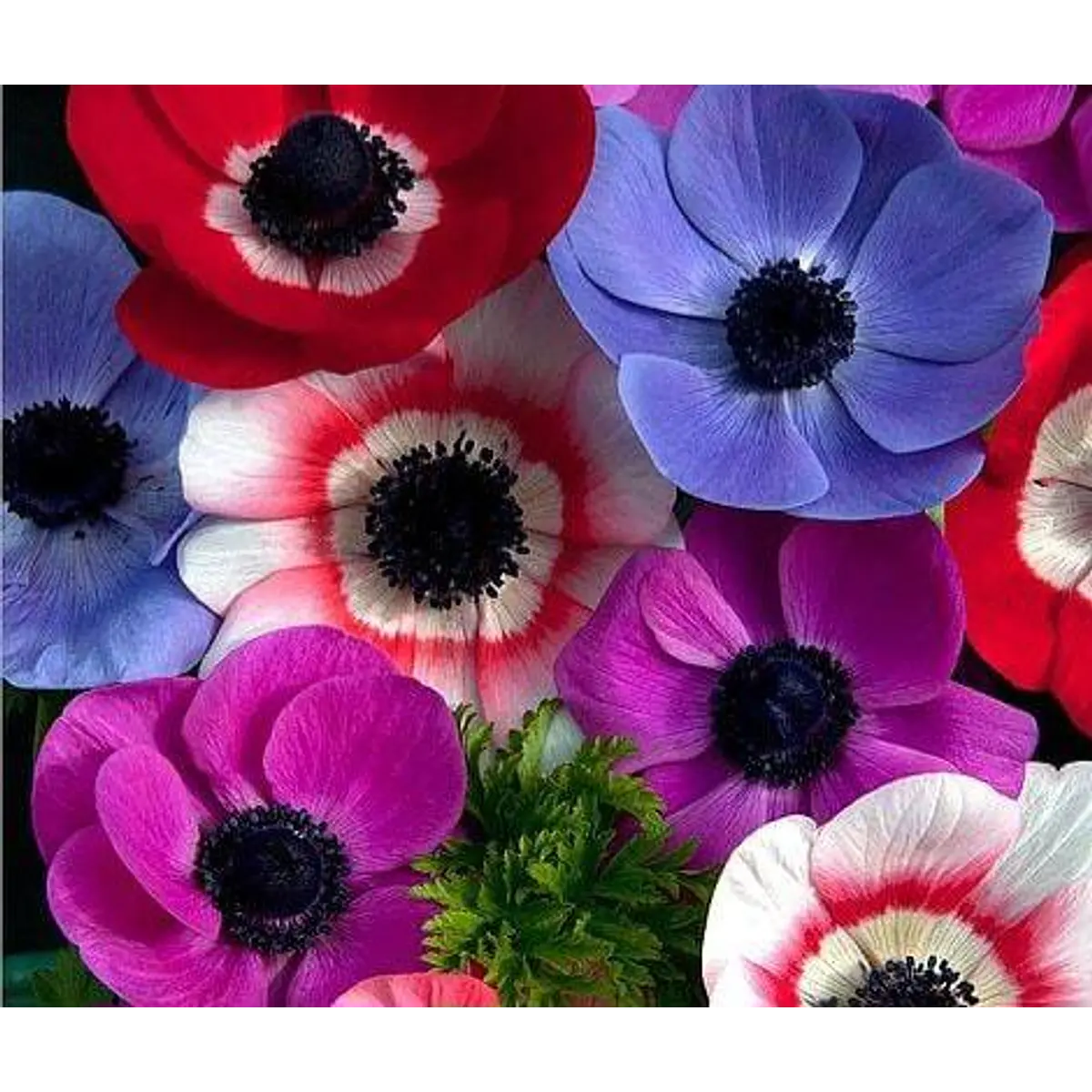Anemonas de Caen 2026 (bulbos)