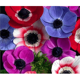 Anemonas de Caen 2026 (bulbos)