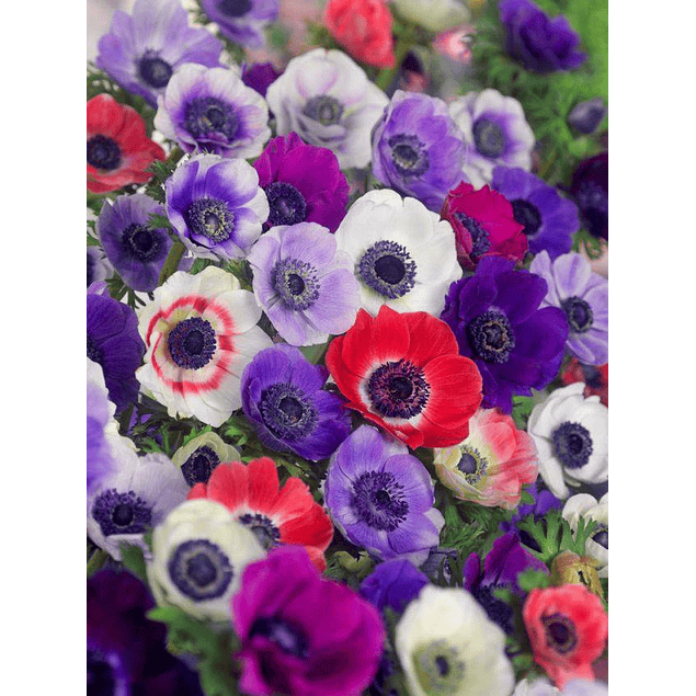 Anemonas de Caen 2026 (bulbos)