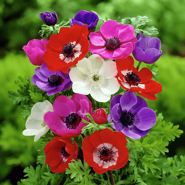 Anemonas de Caen 2026 (bulbos)