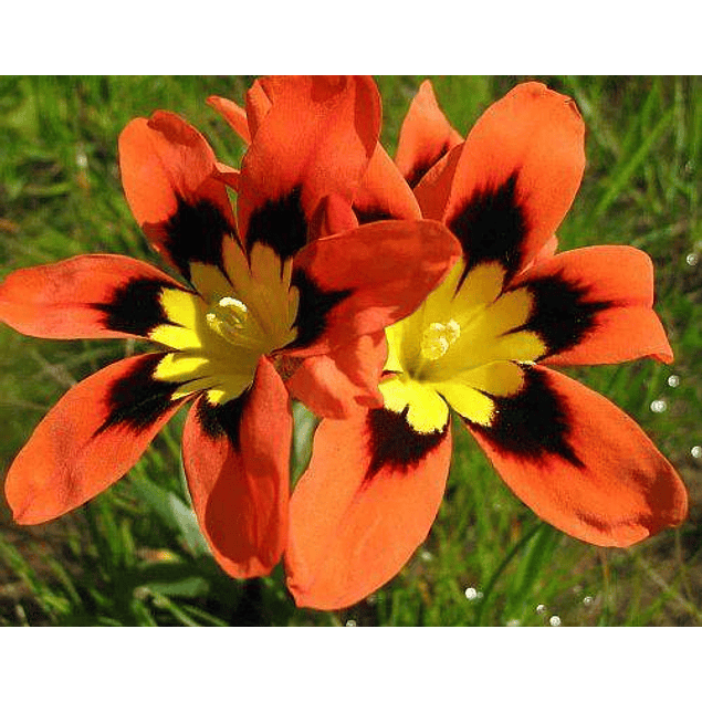 Sparaxis 2026 (Bulbos)