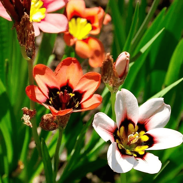 Sparaxis 2026 (Bulbos)