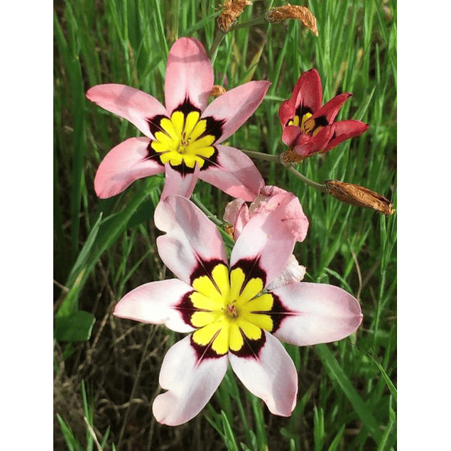 Sparaxis 2026 (Bulbos)