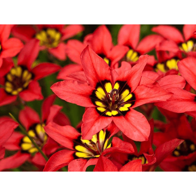 Sparaxis 2026 (Bulbos)