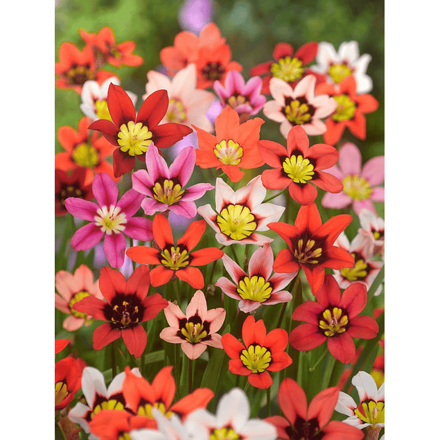 Sparaxis 2026 (Bulbos)