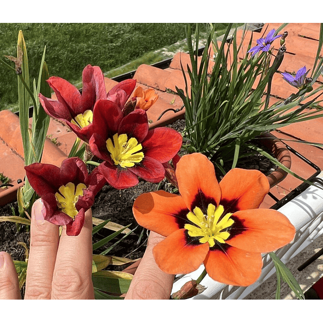 Sparaxis 2026 (Bulbos)