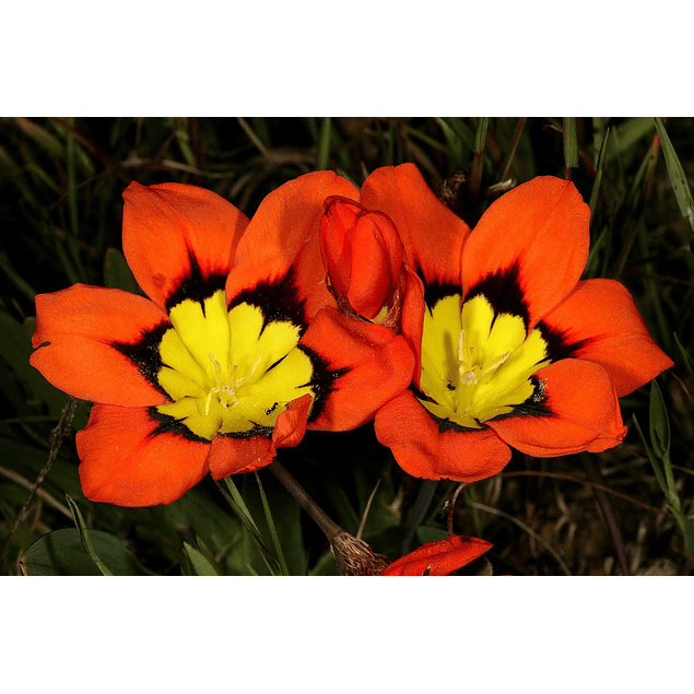 Sparaxis 2026 (Bulbos)