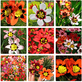 Sparaxis 2026 (Bulbos)