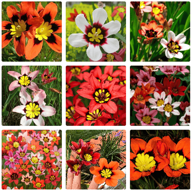 Sparaxis 2026 (Bulbos)