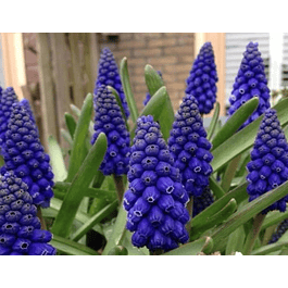 Muscaris 2026 (Bulbos)