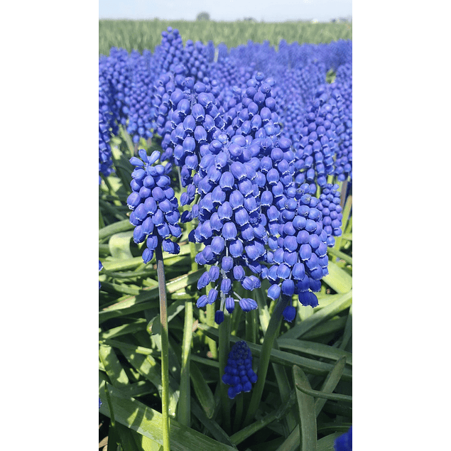 Muscaris 2026 (Bulbos)