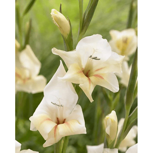 Gladiolillos 2026 (cormos)