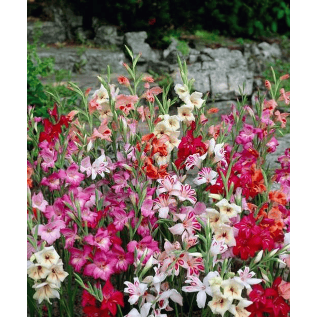 Gladiolillos 2026 (cormos)